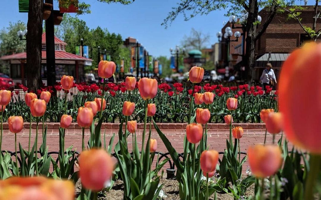image of tulips in boulder | fund the arts and culture in boulder music cultural heritage tax